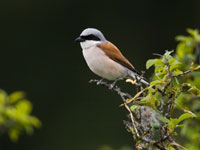 HVI pie grieche ecorcheur tn