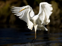 HVI Grande aigrette tn