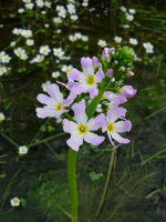 dico hottonia palustris marek tn