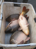 2007 11 13 Peche Pifaudiere 2009 carpe tn