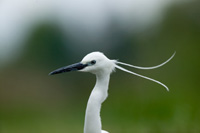 HVI Aigrette garzette tn