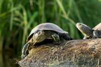 HVI cistude europe tn